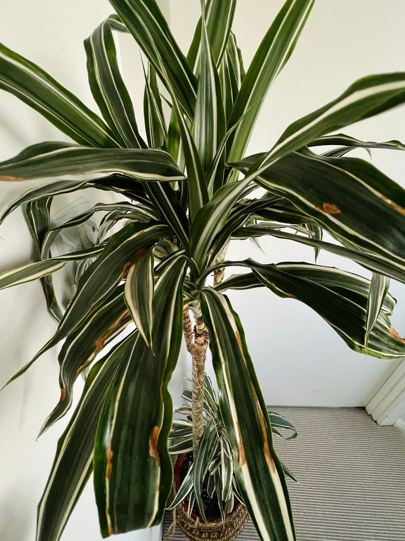 Dracaena (Various Species)