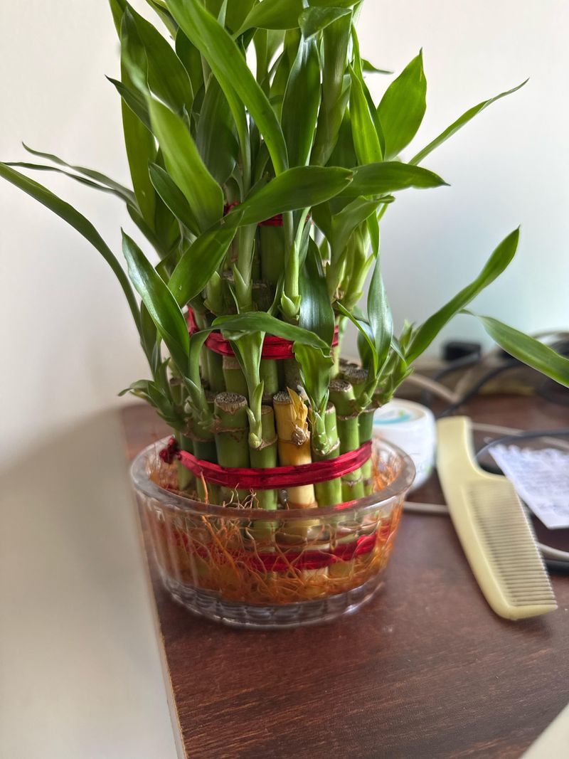 Lucky Bamboo (Dracaena sanderiana)