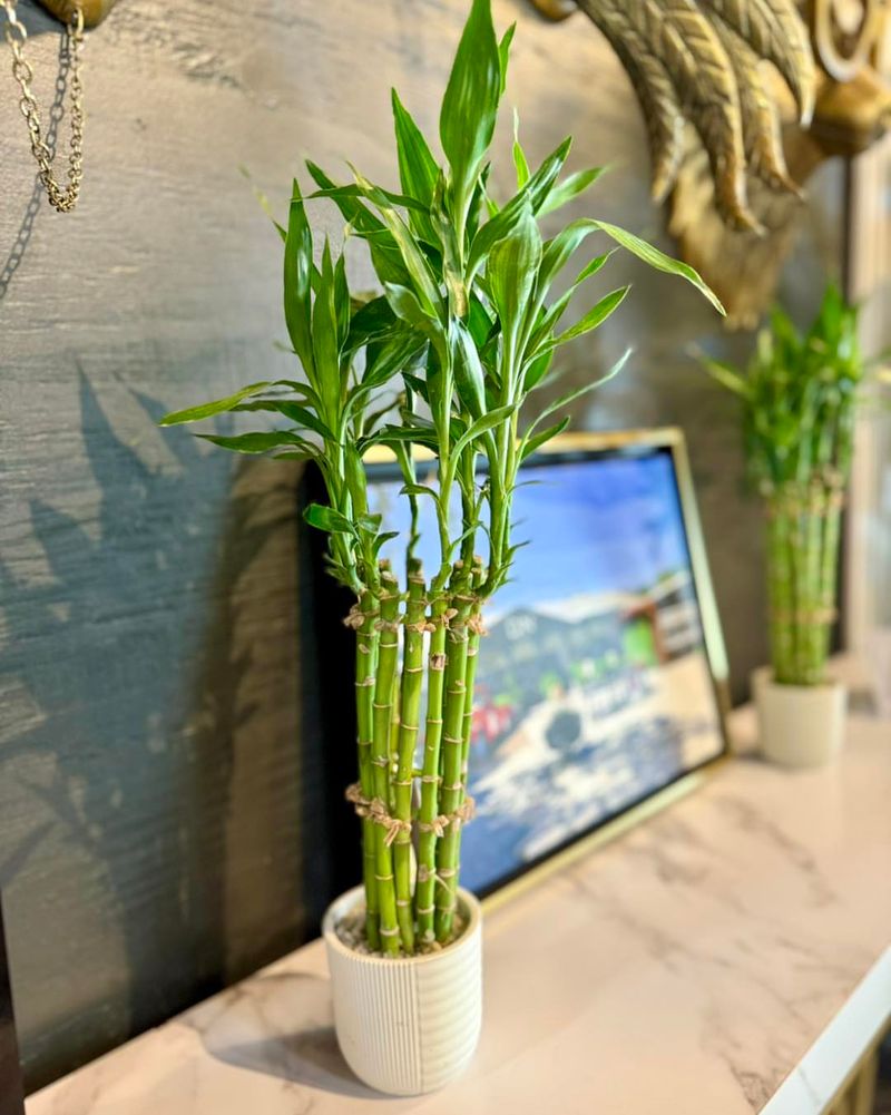 Lucky Bamboo (Dracaena sanderiana)