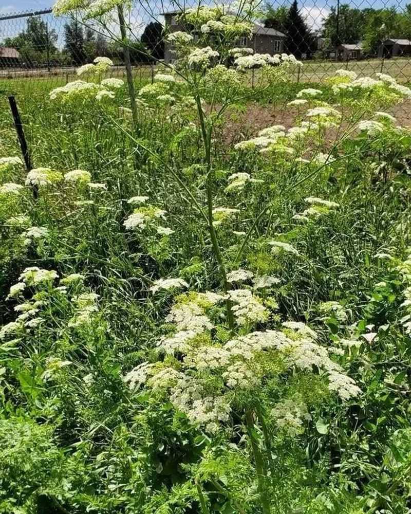 Poison Hemlock