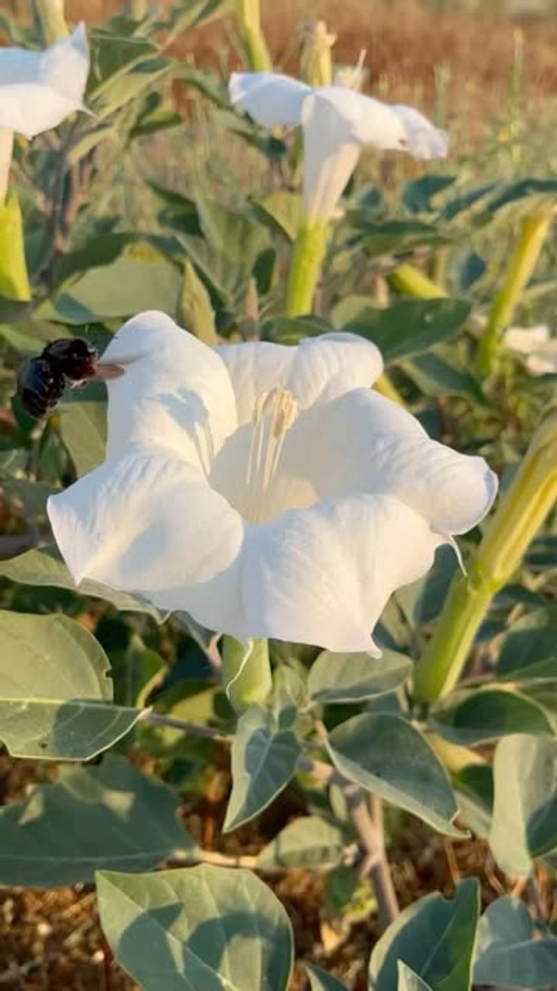 Jimsonweed (Datura stramonium)
