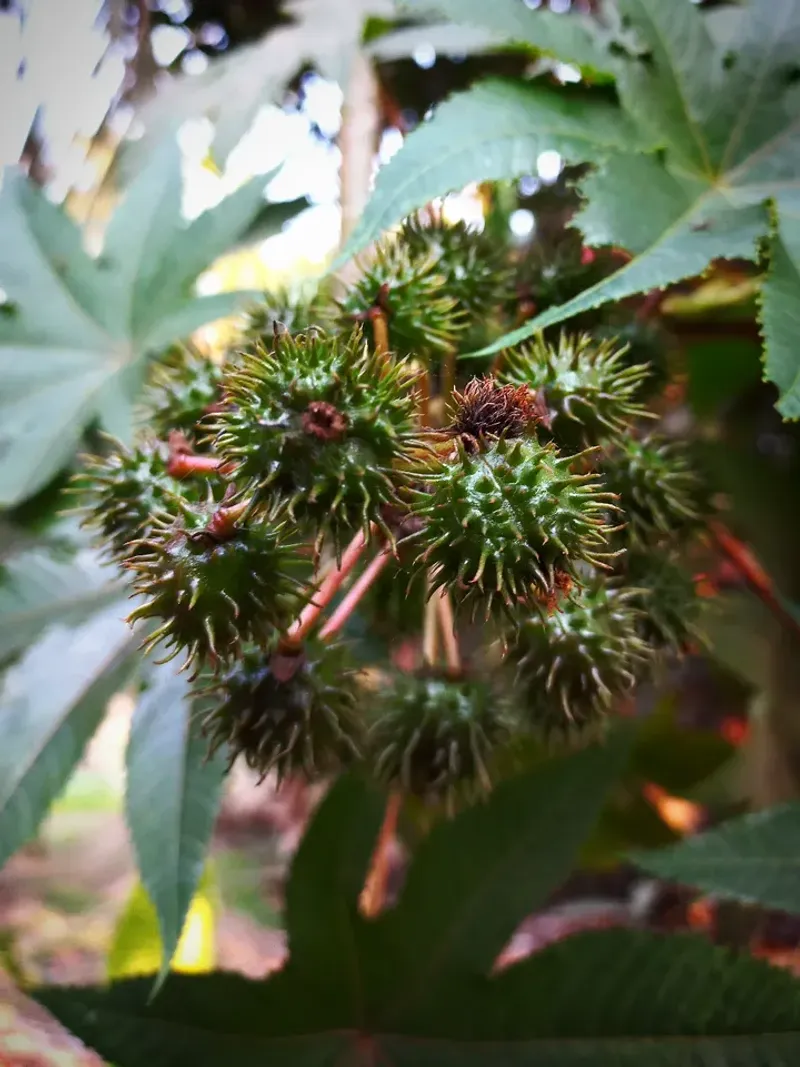 Castor Bean Plant (Ricinus communis)