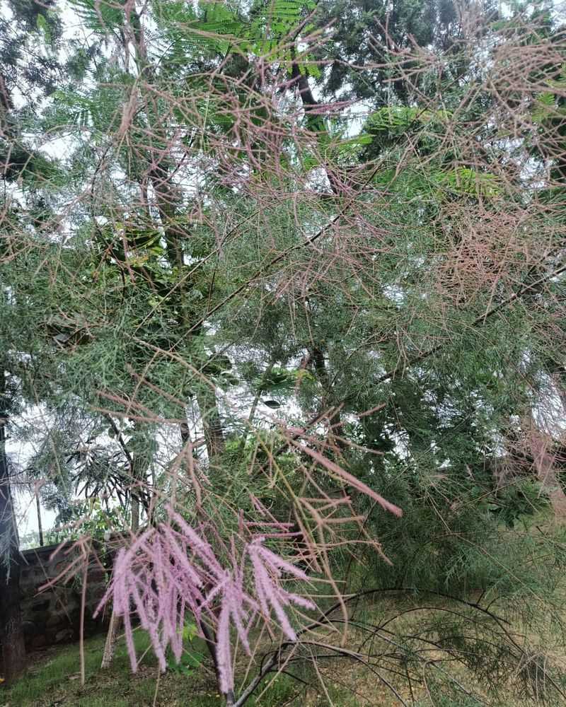 Salt Cedar (Tamarisk)