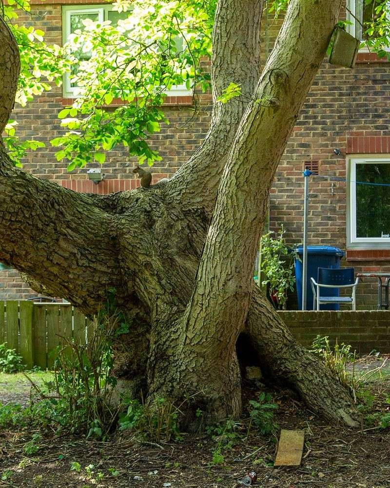 Black Walnut (Heritage Trees)
