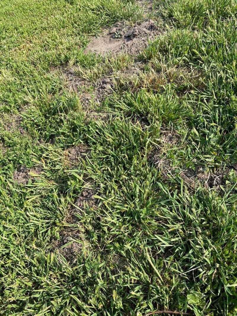 Voles Create Surface Runways