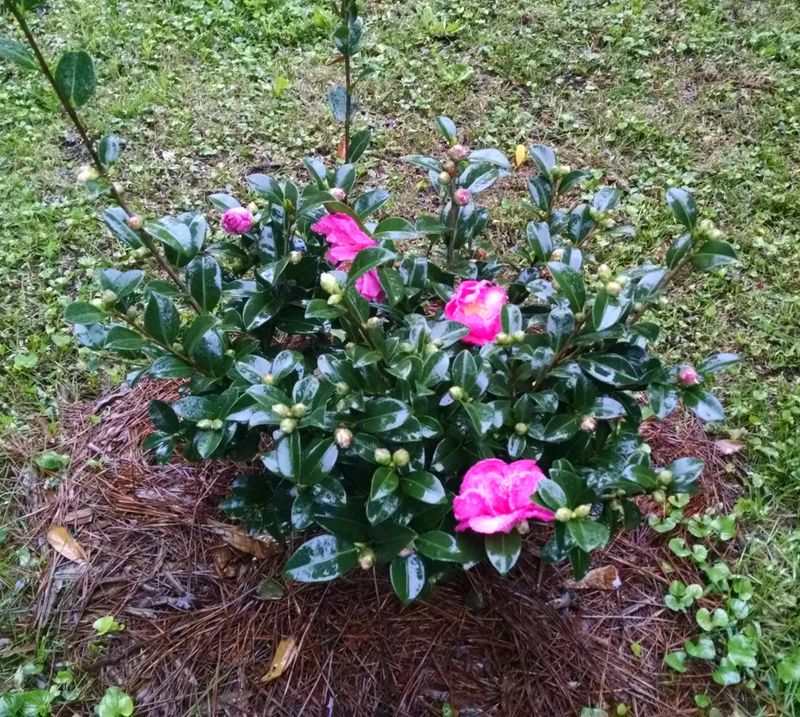 Avoid Fertilizing Late In The Growing Season