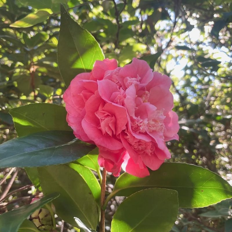 Plant in Protected Locations