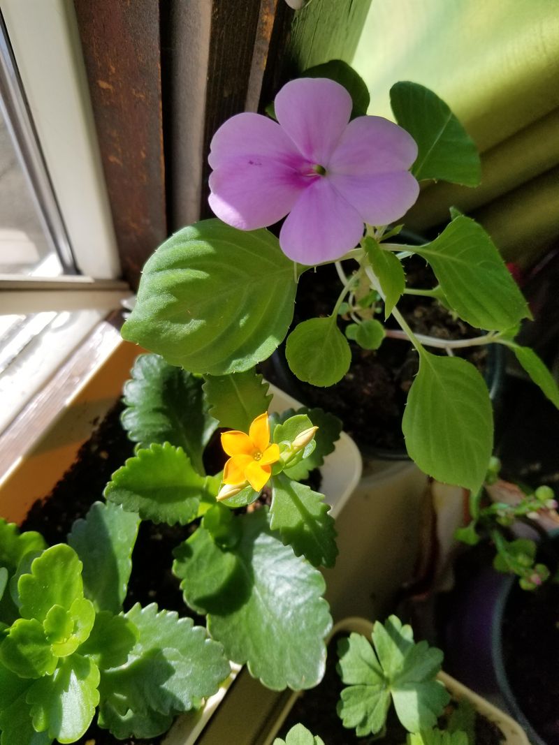 Provide Afternoon Shade Protection
