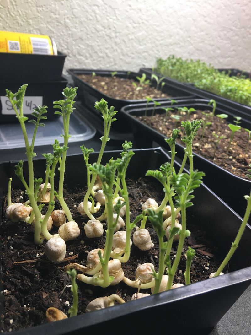 Use Well-Draining Potting Mix