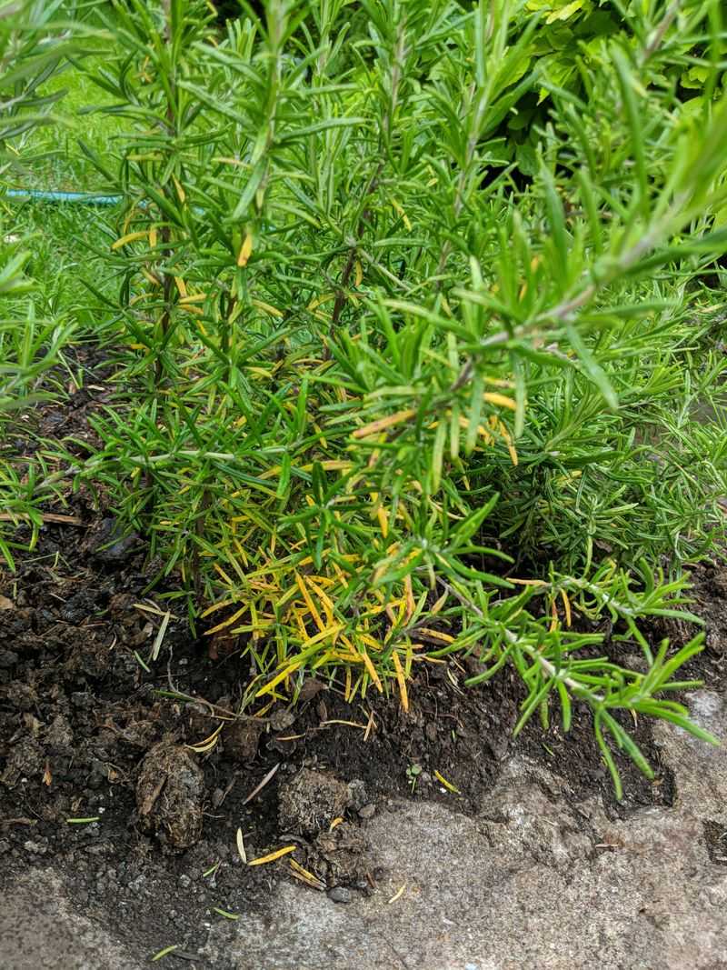 Watch for Signs Your Plant Actually Needs Food