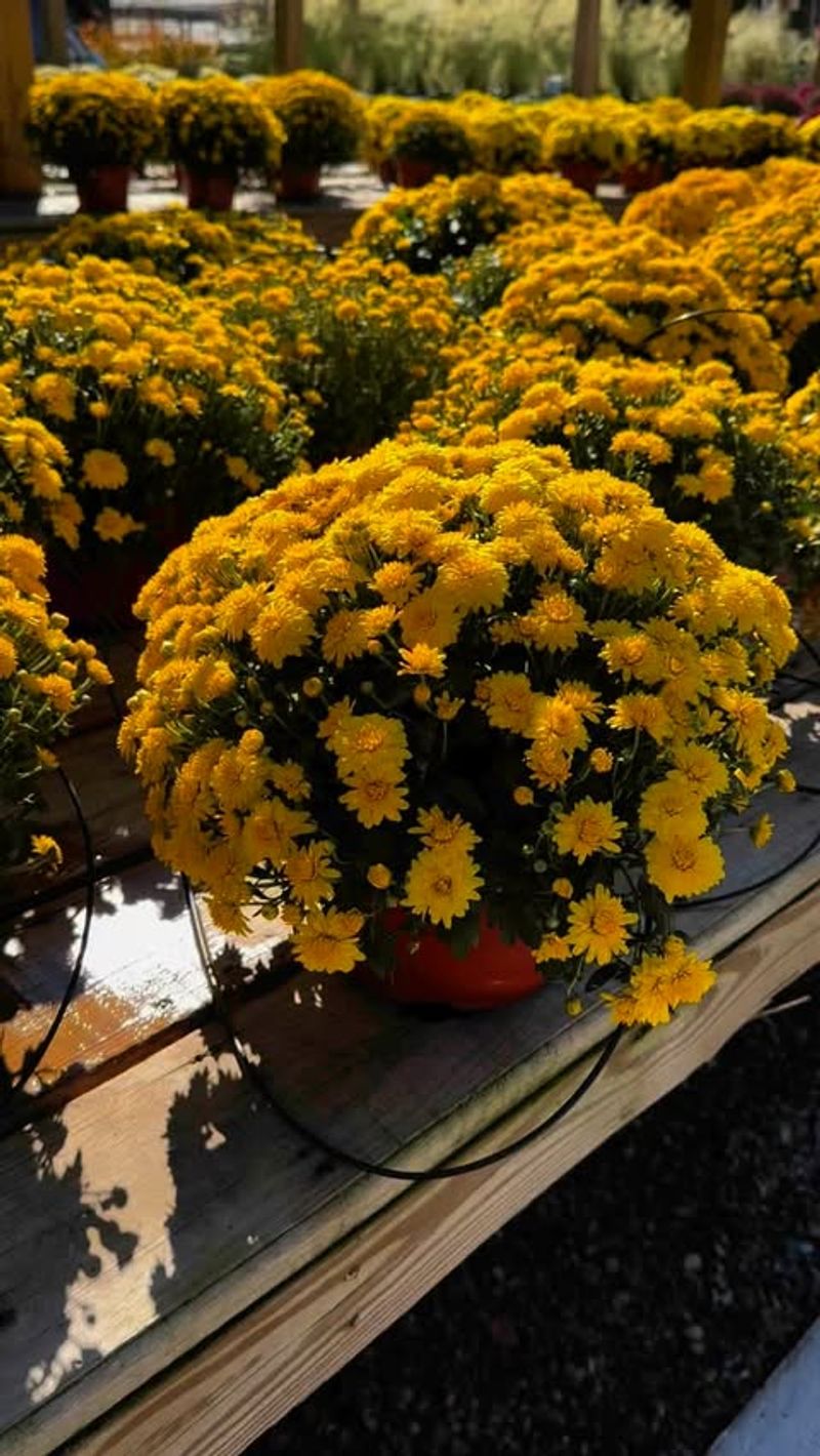 Plant Mums in Well-Draining Soil With Good Sunlight