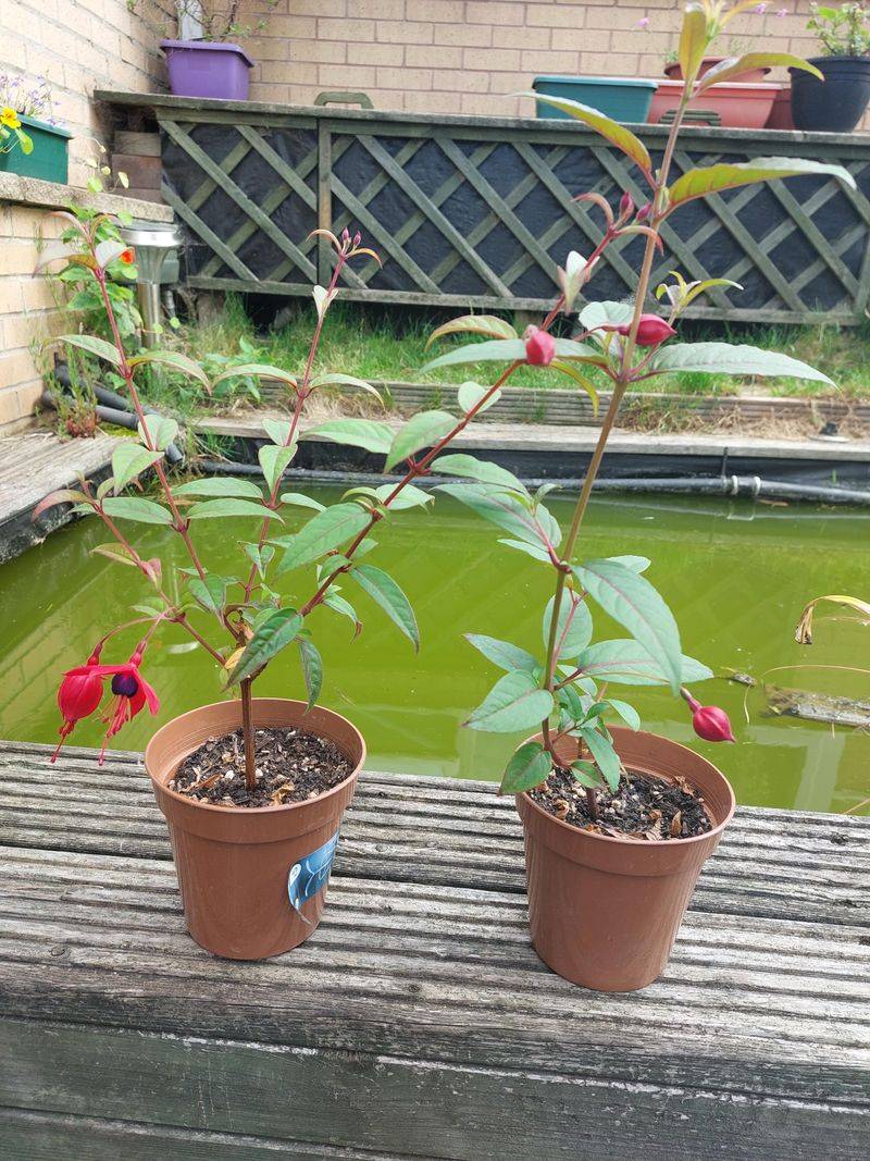 Take Cuttings In Early Fall