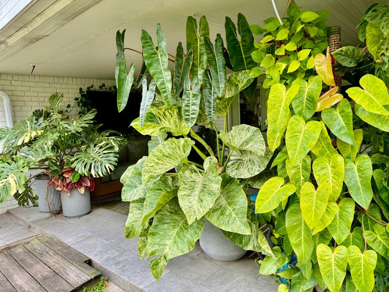 Water Consistently Without Overdoing It