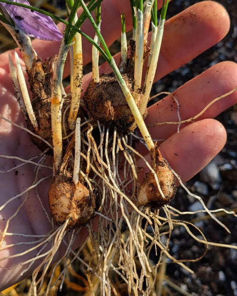 Plant Bulbs At The Proper Depth