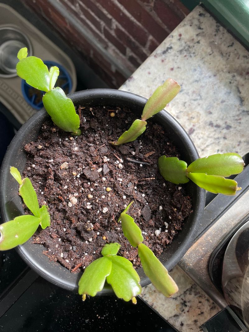 Plant Shallow And Keep It Stable