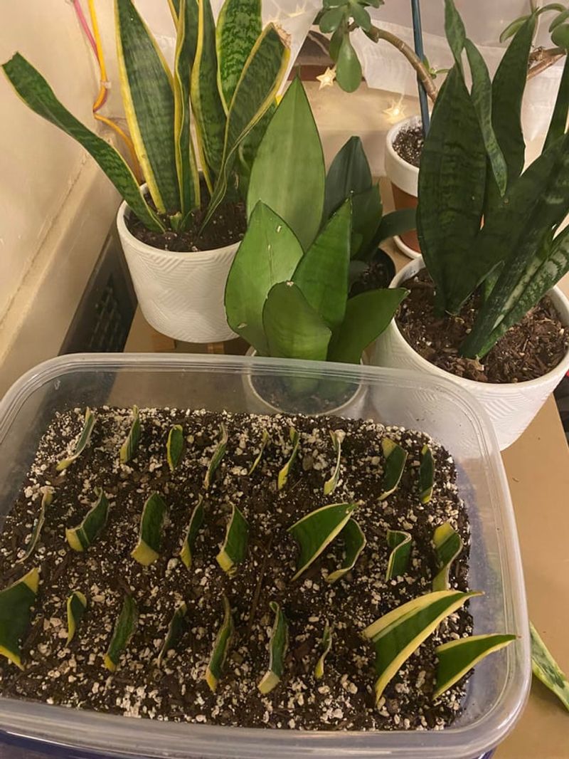 Plant Cuttings At Proper Depth