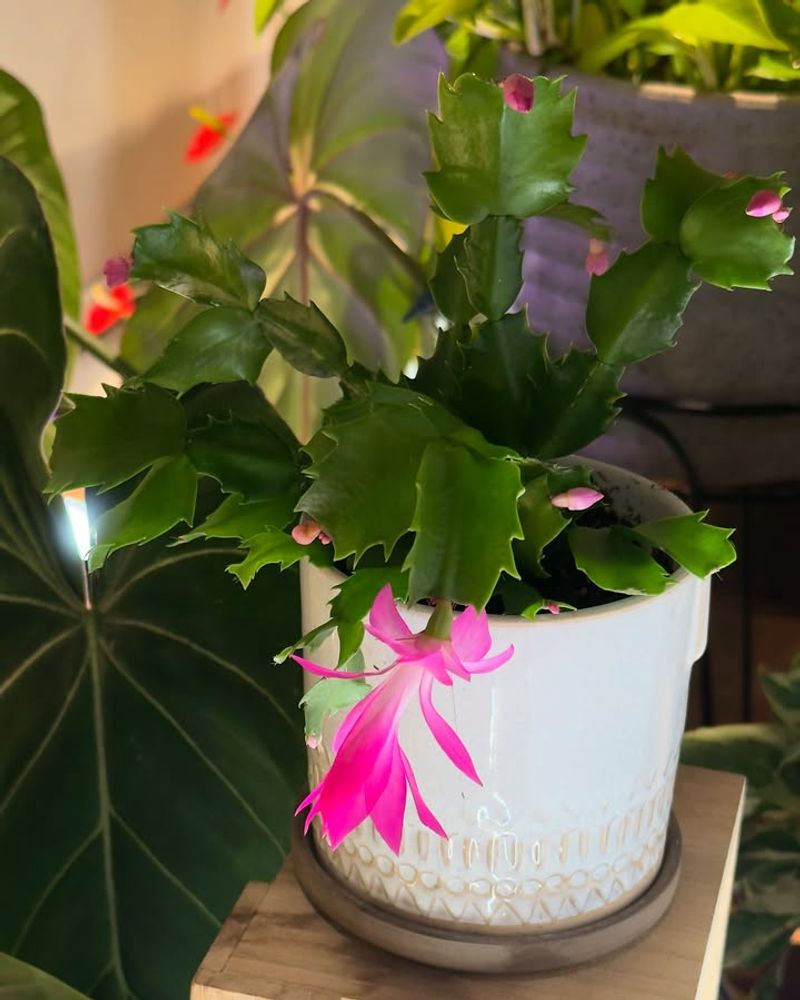 Feed During Active Growth