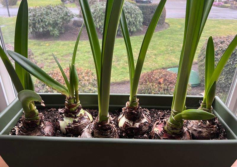 Burying The Bulb Completely Underground