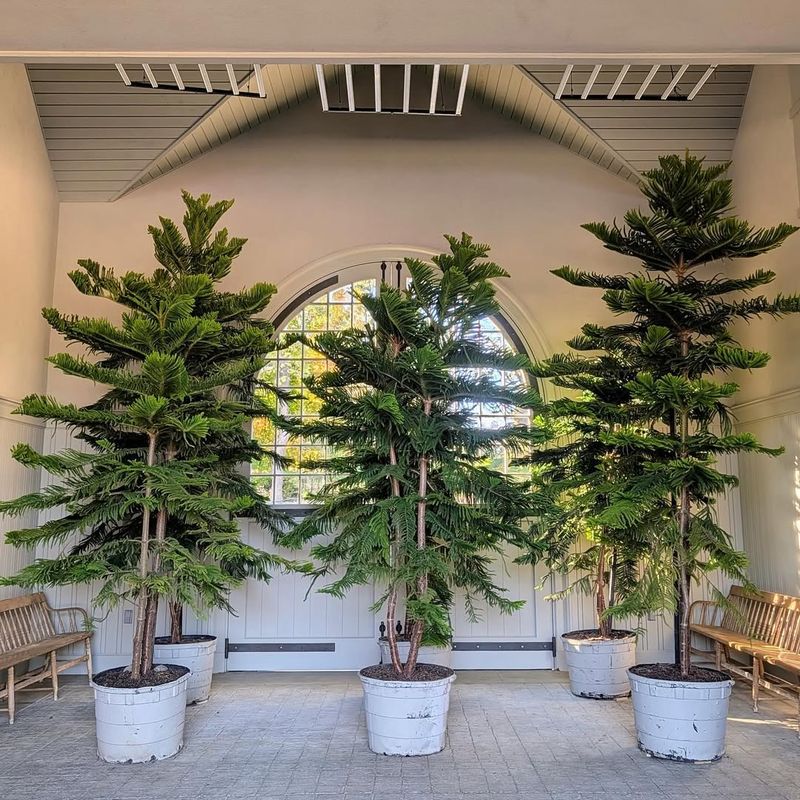 Picking A Variety Unsuited For Indoor California Climate