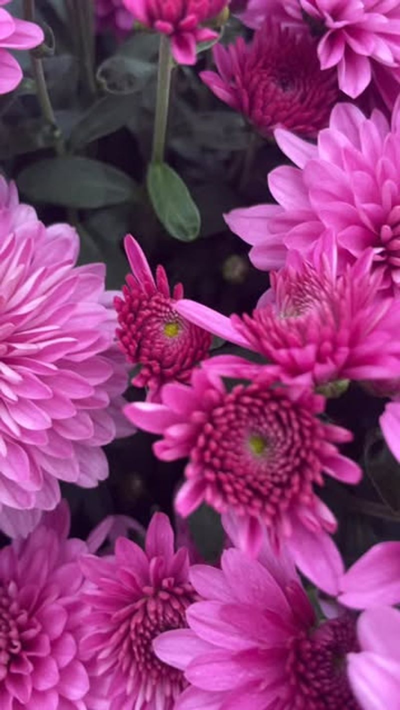 Selecting Mums Without Considering Your Hardiness Zone