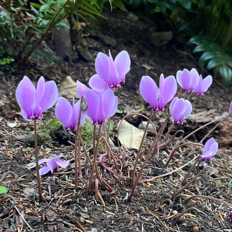 Perfect Drainage Prevents Root Rot