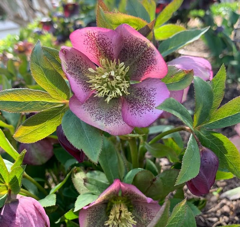 Ignoring The Mature Size When Selecting Your Plants