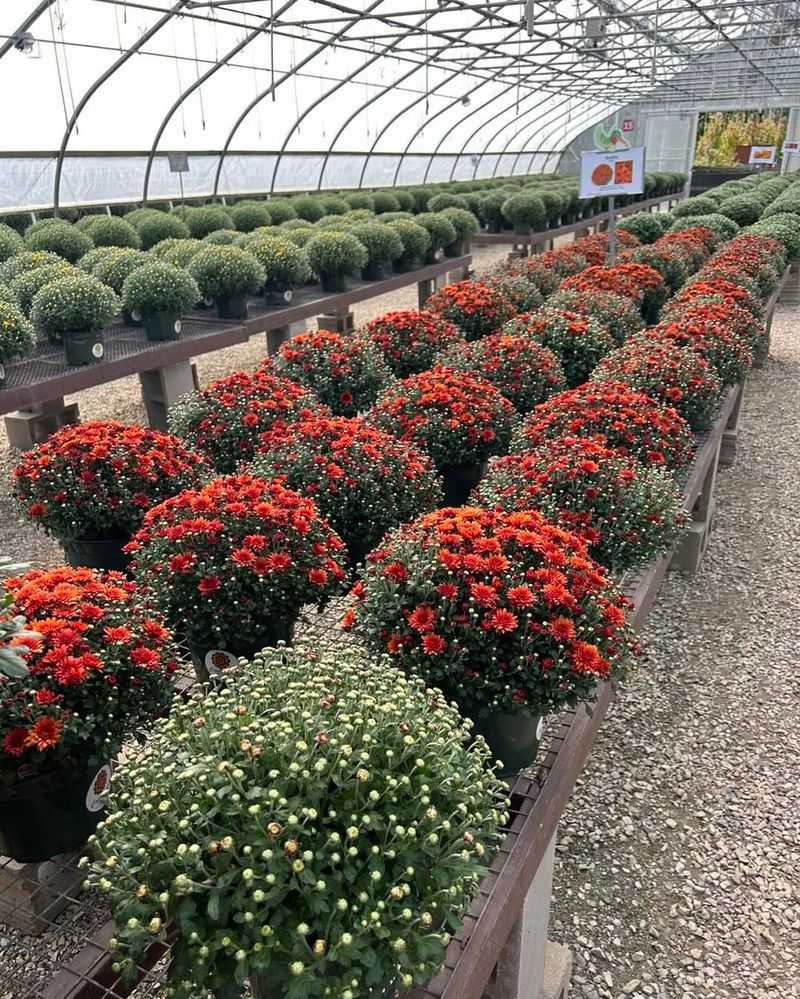 Shopping Too Early In The Season