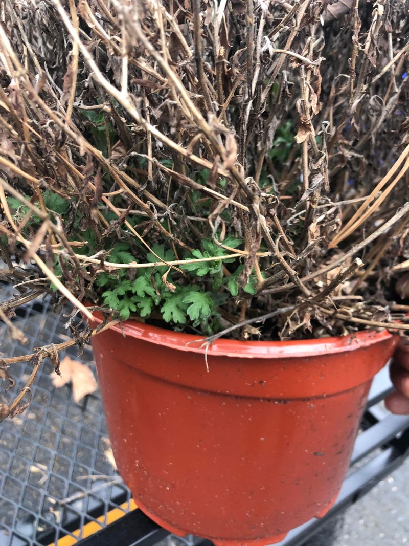 Ignoring The Root System