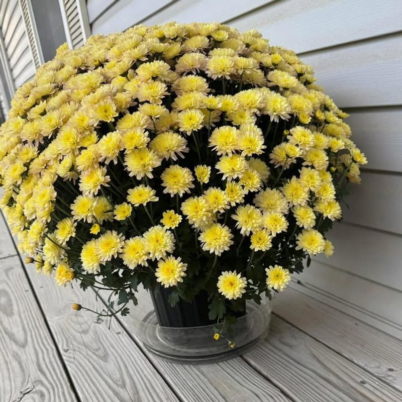 Ignoring Root Health Before Purchase