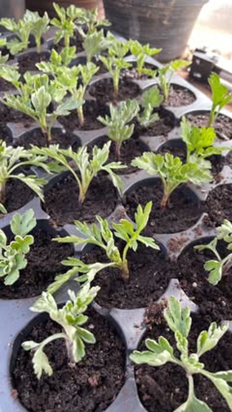 Ignoring The Root System Before Purchase