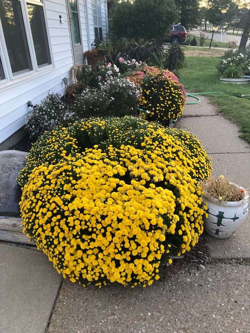 Overlooking Plant Size and Shape