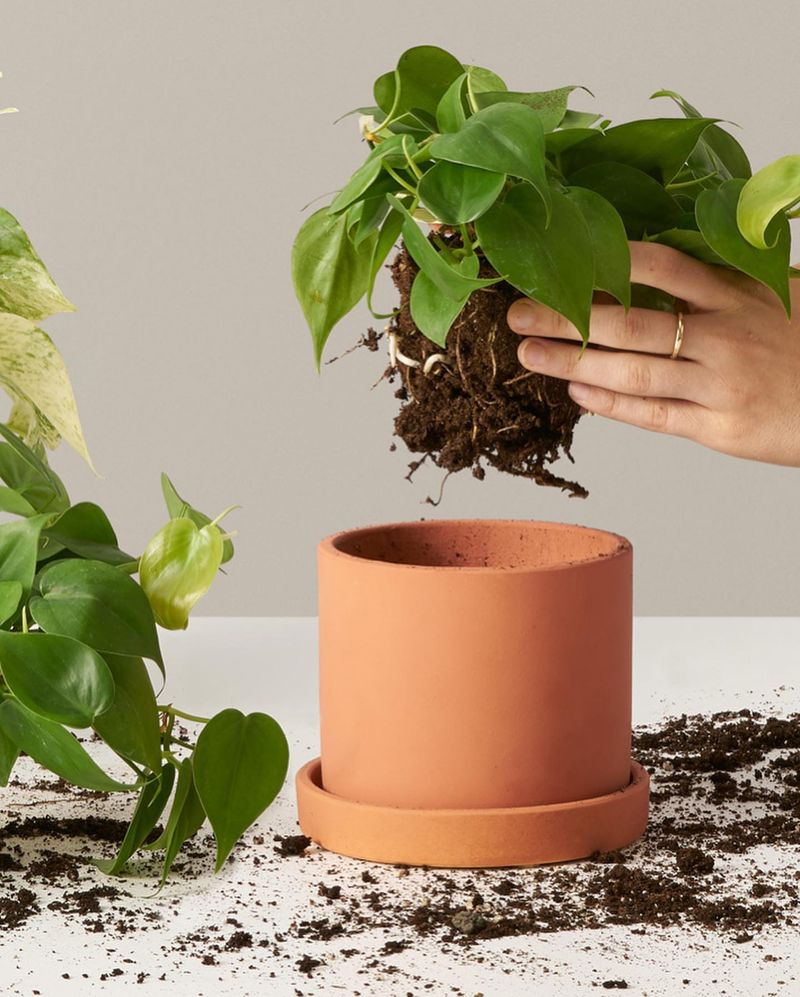 Skipping The Soil And Drainage Check