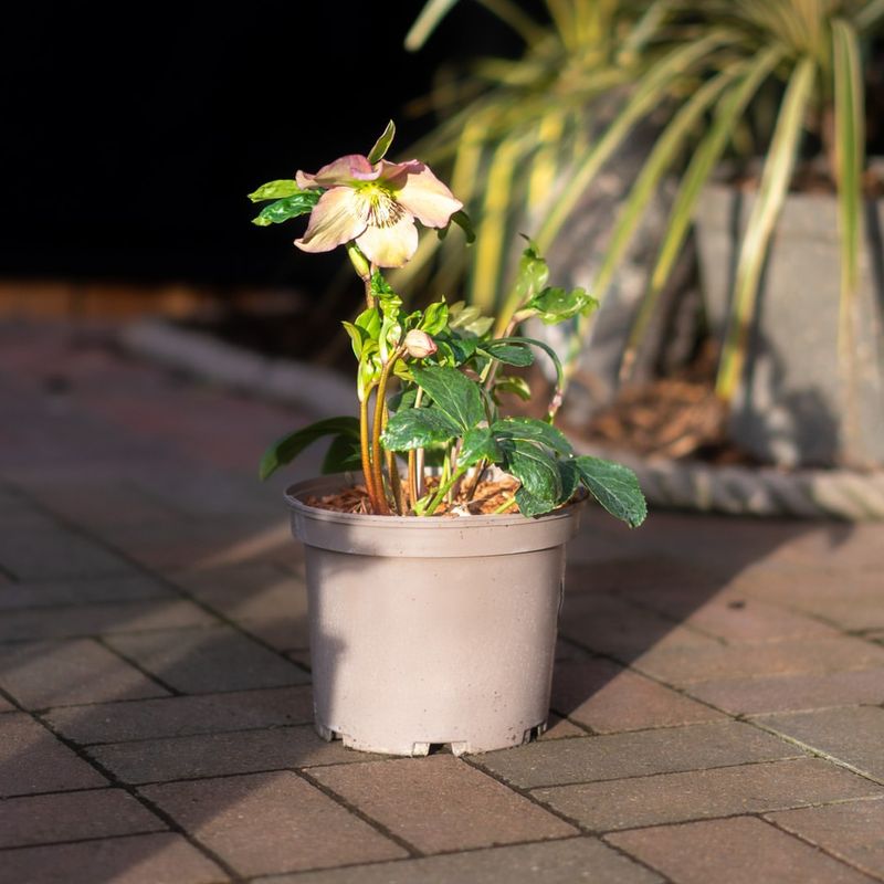 Applying Mulch At The Perfect Time