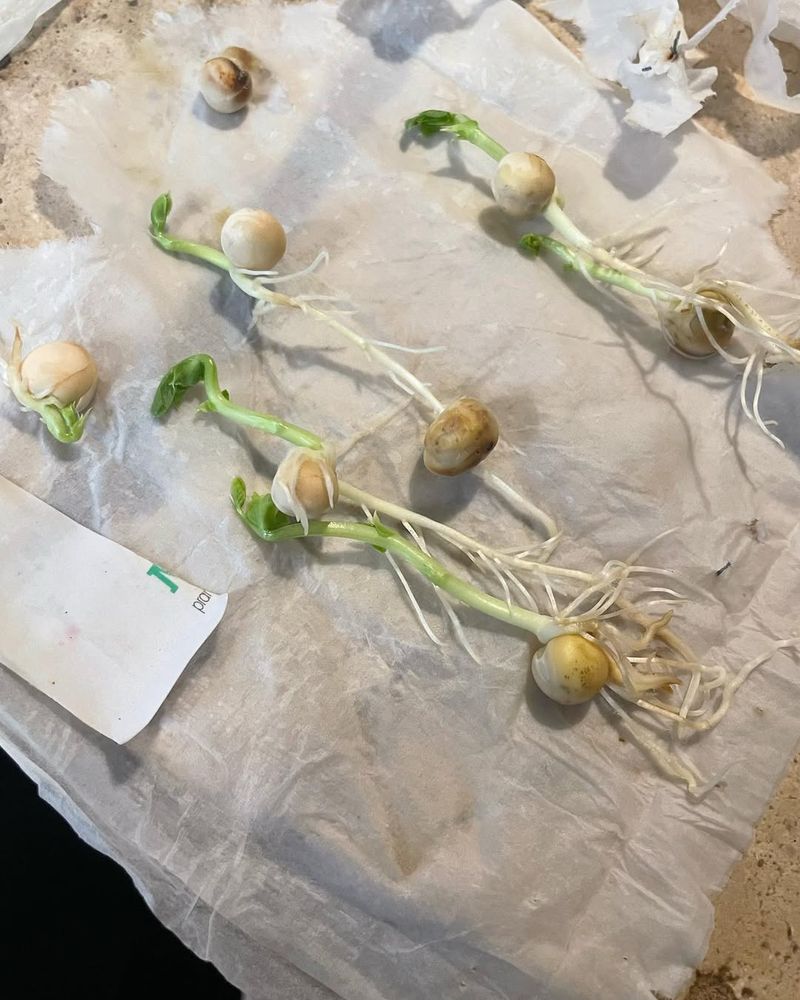 The Paper Towel Method Explained