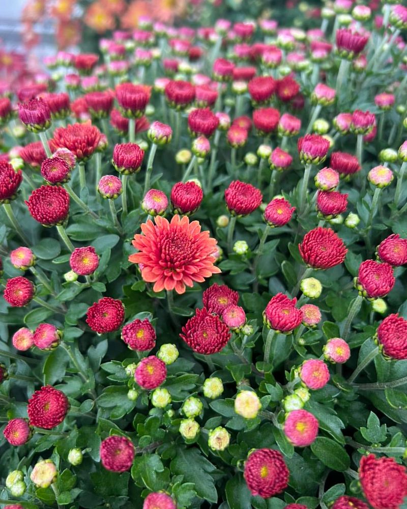 Forgetting To Check For Pests And Disease