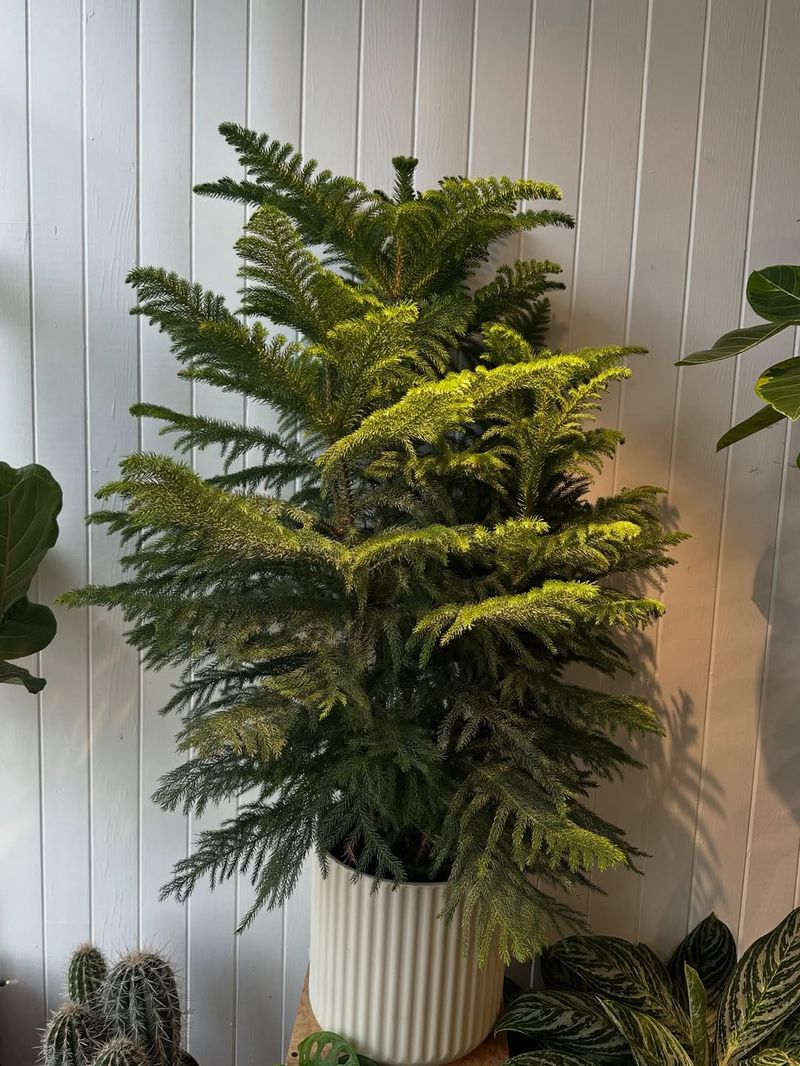 Impulse Buying Without Researching Care Requirements