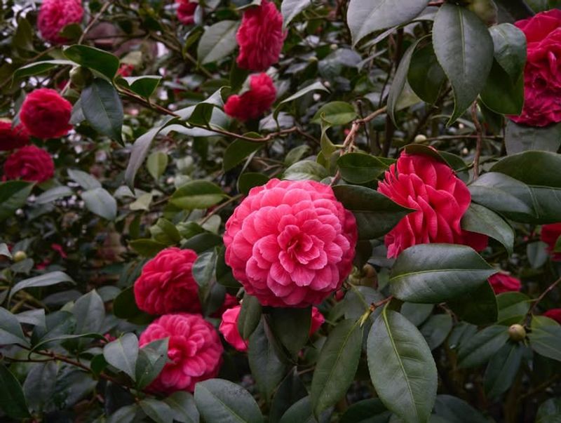 Impulse Buying Without Research