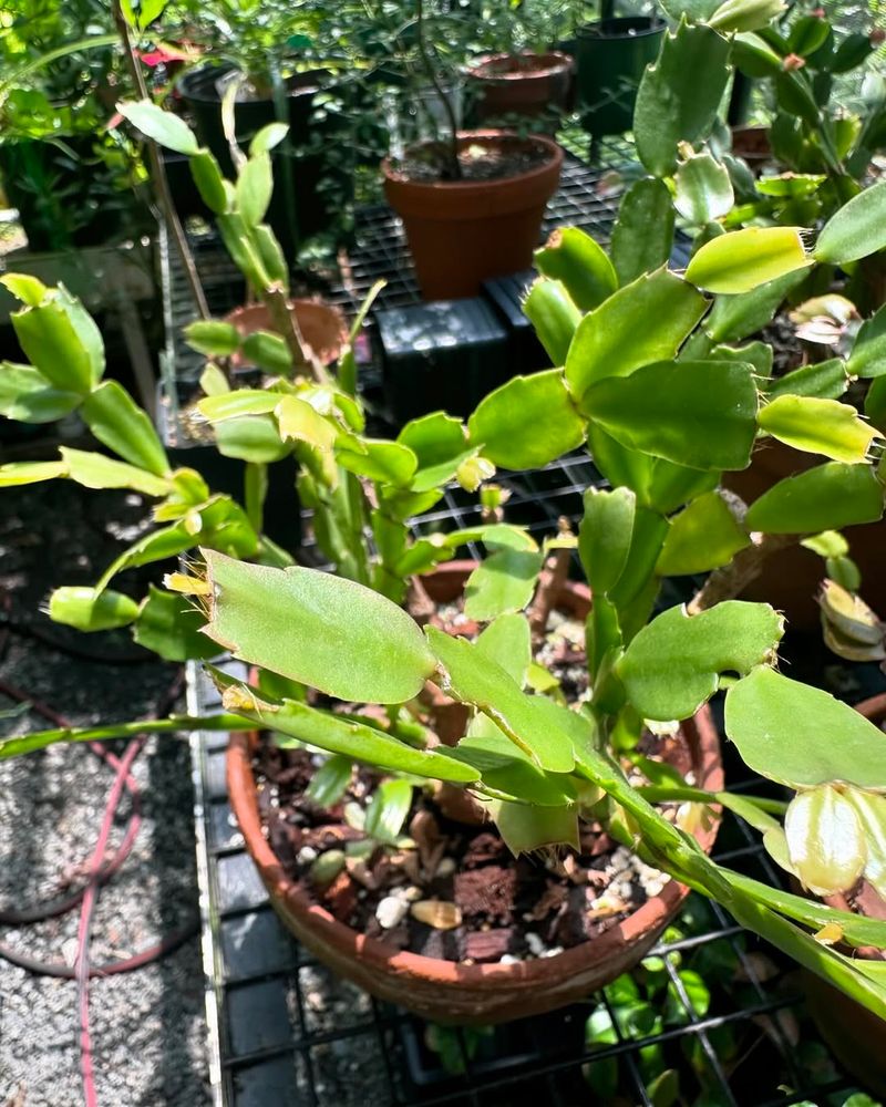 Tap Water Is Perfectly Fine for Christmas Cacti