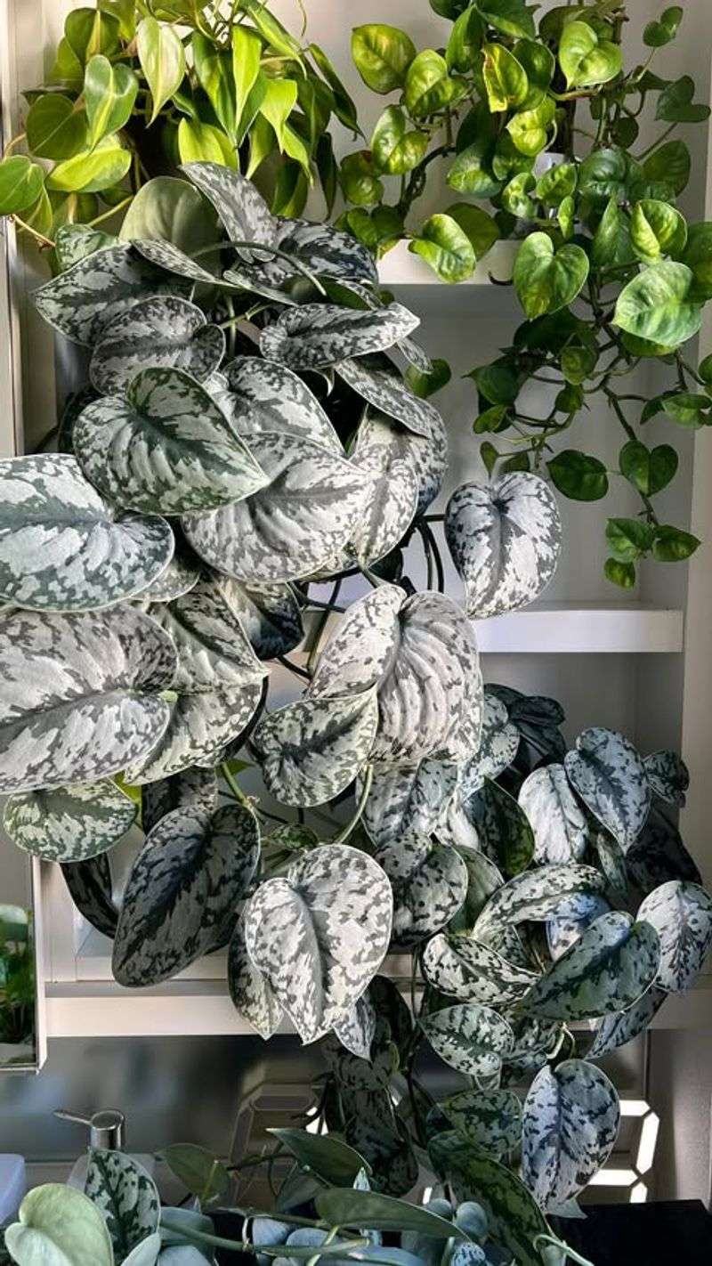 Scindapsus Pictus Exotica