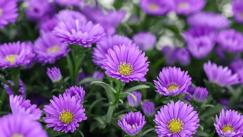 Asters