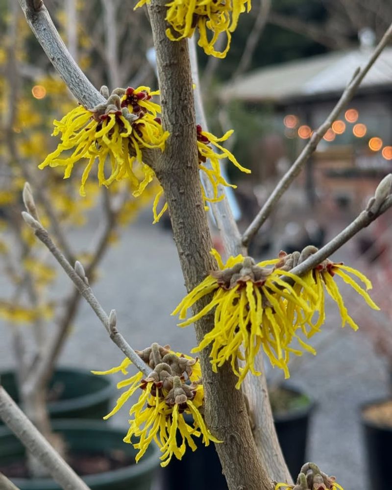 Witch Hazel