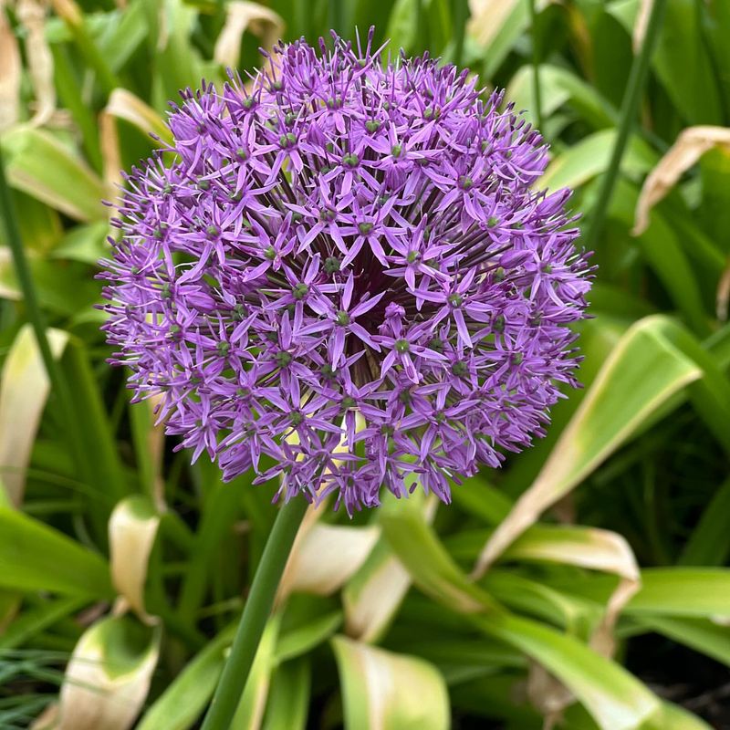 Alliums