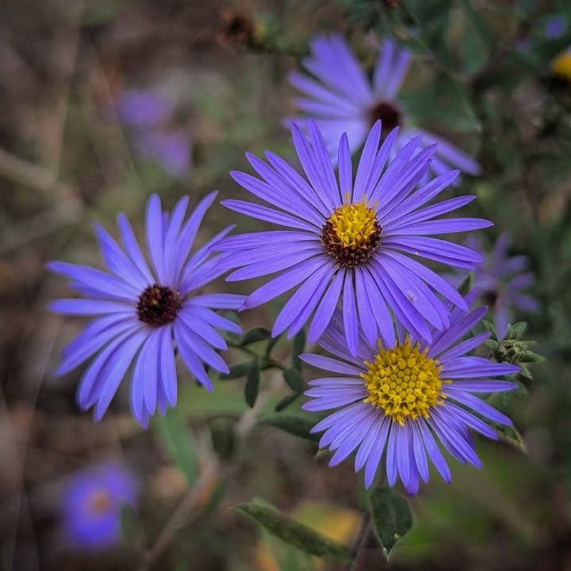 Asters