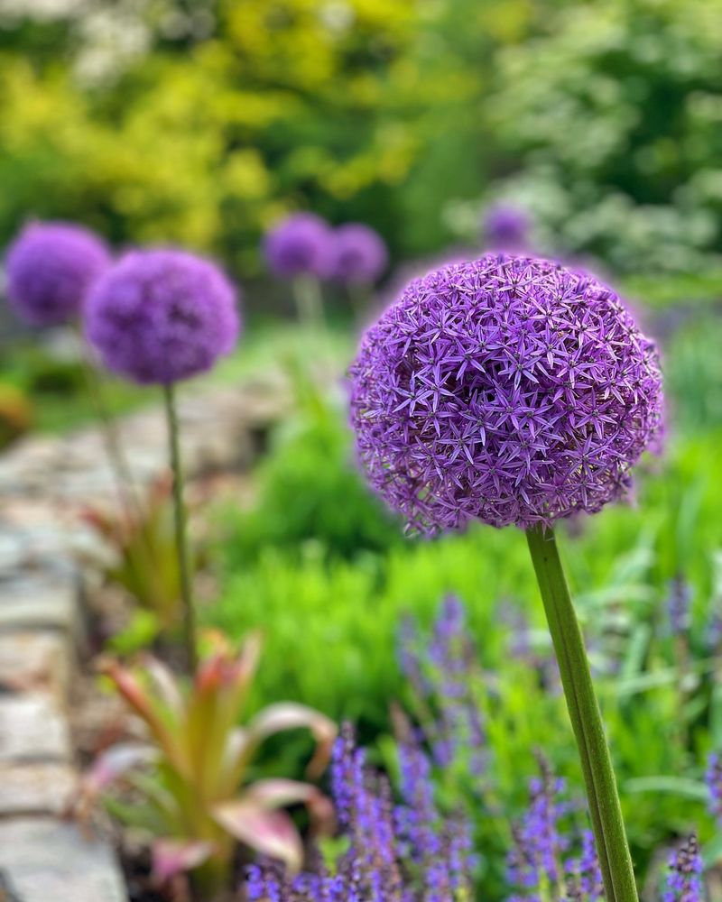 Alliums