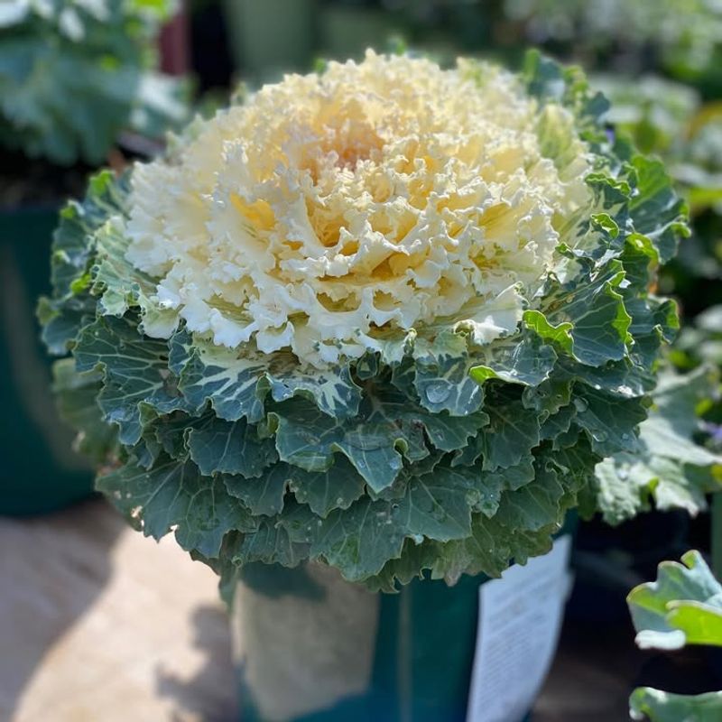 Flowering Cabbage