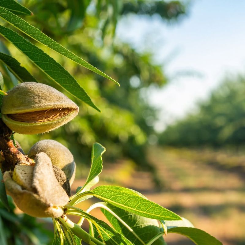 Almond Trees