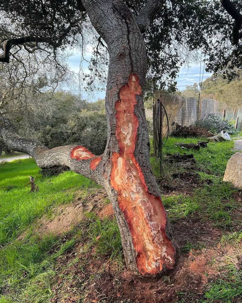 Oak Trees Infected With Sudden Oak Death