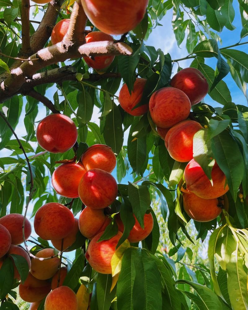 Peach Trees
