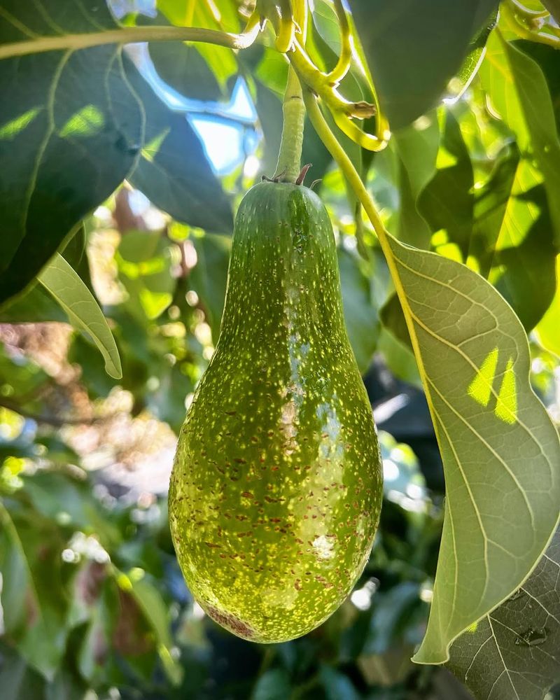 Avocado Trees