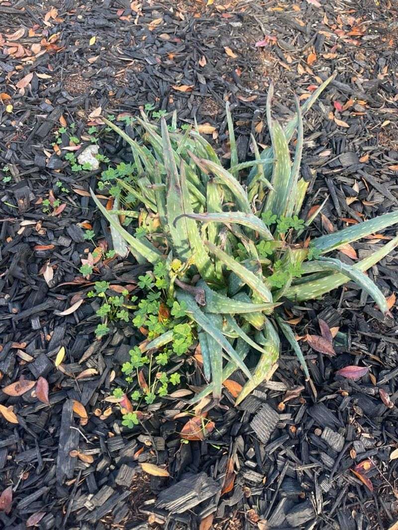 Wind Chill Factor Intensifies Cold Damage